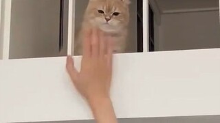 Hahahahahahahahahahahaha Cats' Different Treatment of Mom and Dad