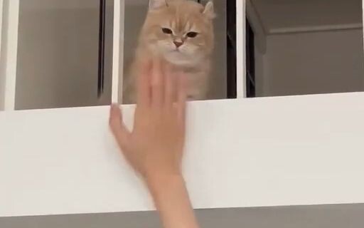 哈哈哈哈哈哈哈哈哈哈哈哈哈哈哈哈哈猫咪对于爸爸妈妈的区别对待