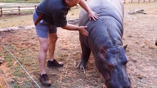 Animals Reunited With Owners After Years !