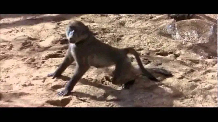 Drunk Monkeys | National Geographic - Bilibili