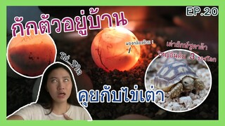 แอบดูลูกเต่าในไข่ จุดเริ่มต้นของเต่ายักษ์ วันๆทำไรบ้าง EP.20