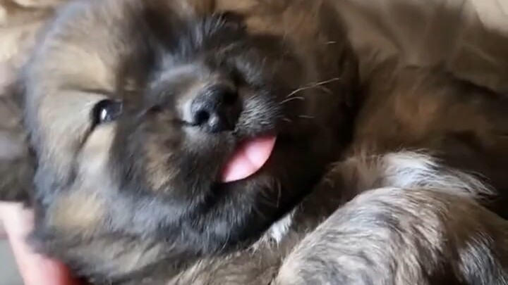 Anjing kecil percaya diri di masyarakat kembali datang mengajak saya bermain