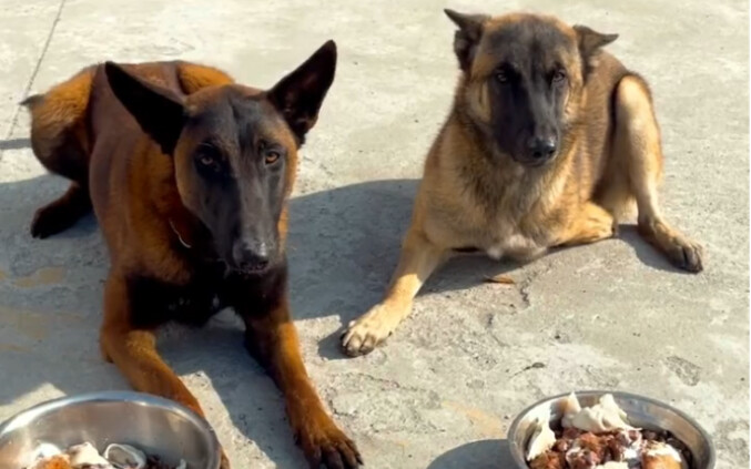 จุดเด่นอยู่ที่ตอนท้าย มาดูกันว่าสุนัขตำรวจกินอาหารยังไง? สุนัขตำรวจของเราสามารถนับเลขได้ ไม่เชื่อก็ต