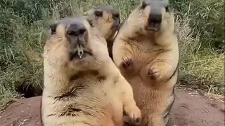 Drama Queen Groundhog