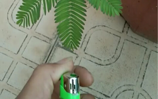 Mimosa ini terlalu pemalu