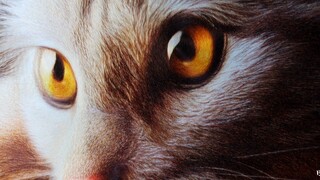 苏绣皇后绣出来的猫眼有多绝？这一眼，四十多年的功力！