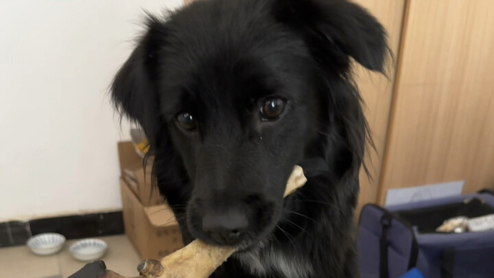 Keluarga, kita benar-benar nemu anak anjing yang balas budi!