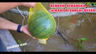 EKSPERIMEN: RENDAM SEMANGKA 14 HARI DI AIR SUNGAI.. Lihat apa yang terjadi!!