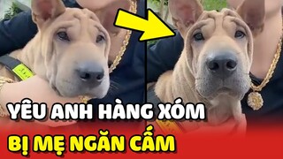 Chuyện tình ÉO LE của bé cún YÊU ANH HÀNG XÓM bị mẹ NGĂN CẤM 😂 | Yêu Lu