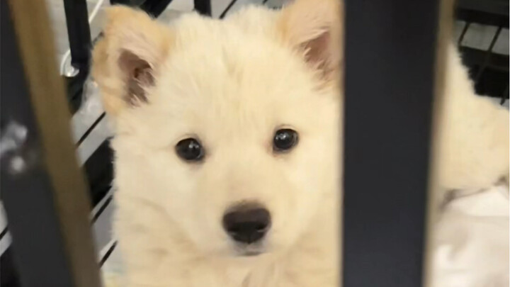 Mọi điều bạn muốn biết về việc nuôi dưỡng cây Tùng có thể được giải đáp ở đây.