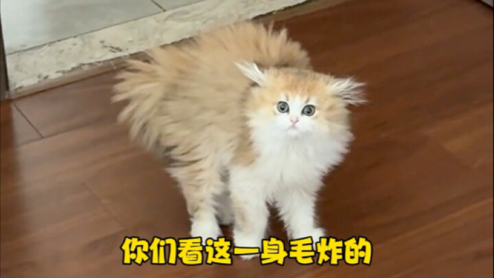 It even made the kitten’s “stubborn fur” stand on end～