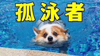 我是不是该送狗子去国家游泳队了