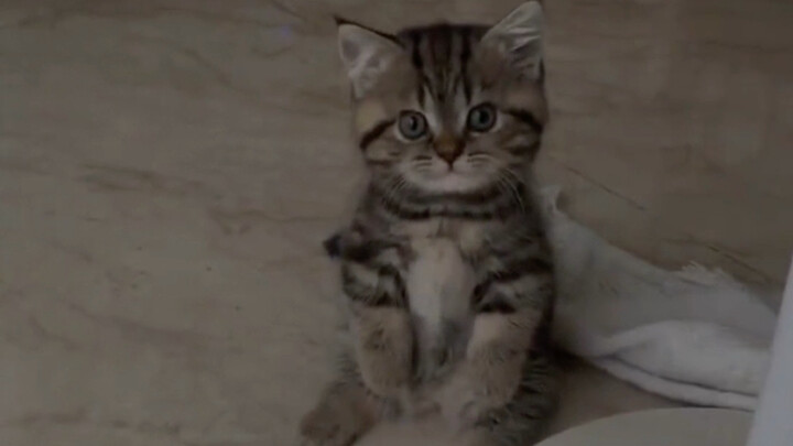 Grandma brought over a little stray kitten.