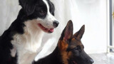 German Shepherd And Border Collie Living Together For Three Months
