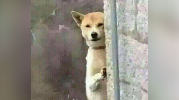 Anak anjing dari keluarga miskin sudah menjadi tulang punggung keluarga sejak dini.