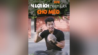 4 lợi ích khi triệt sản cho mèo dcgr tuitienpet pet cat