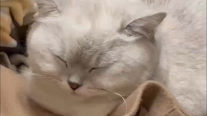 "Tag seseorang yang bisa tidur lebih baik daripada anak kucing"