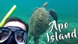 Apo Island - DIY Guide - Negros Oriental, Philippines | Snorkeling and Swimming with Turtles