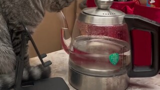 搞笑也是需要实力的