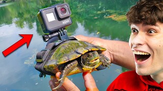 J'ai Attaché Une Gopro À Une TORTUE ! (elle est partie avec..)