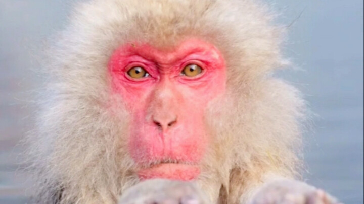 Animals That Look Absolutely Creepy When They Get Soaked