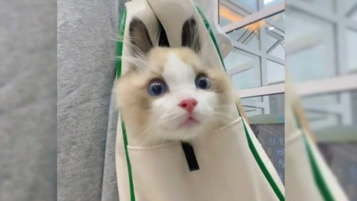 بعض القطط الصغيرة خُلِقت خصيصًا لتشفيك ①