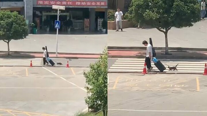 男生放假回家，烈日炎炎下牵着小猫走路，猫：什么路需要我亲自走