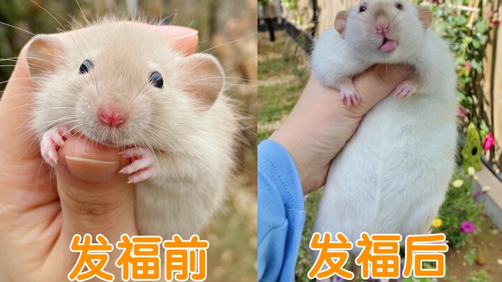 The middle-age weight gain rule—even mice can’t escape it! Hamster Xiao Hao and Zai Zi’s growth diar