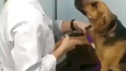 Selama kamu nggak lihat jarumnya, kamu nggak bakal bisa nyuntik si anjing!