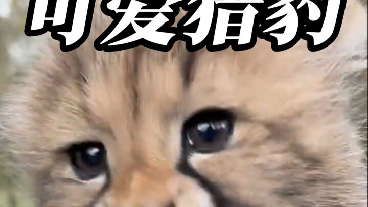 Tại sao báo săn lại thích gần gũi với con người?