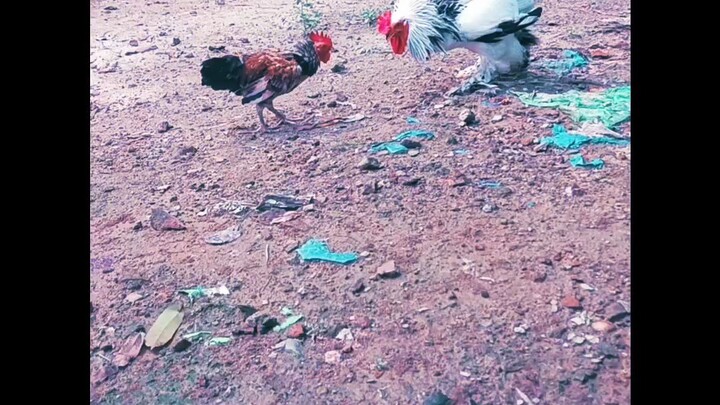 লাইট ব্রাহামা।।। NUR ##\*&%++