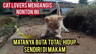 Astagfirullah Anak Kucing Buta Menangis Mencari Induknya Di Kuburan Mau Nyusu Sedih Banget Lihatnya
