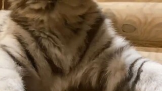 القطة الصغيرة تخدع البشر عبر الإنترنت