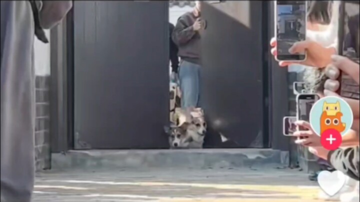A Chinese dog boarding facility garnered nearly 200,000 likes on TikTok, while a foreigner shared th