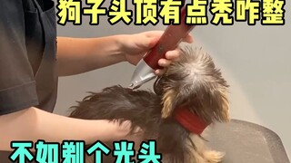 The dog is a little bald, take it to get a haircut