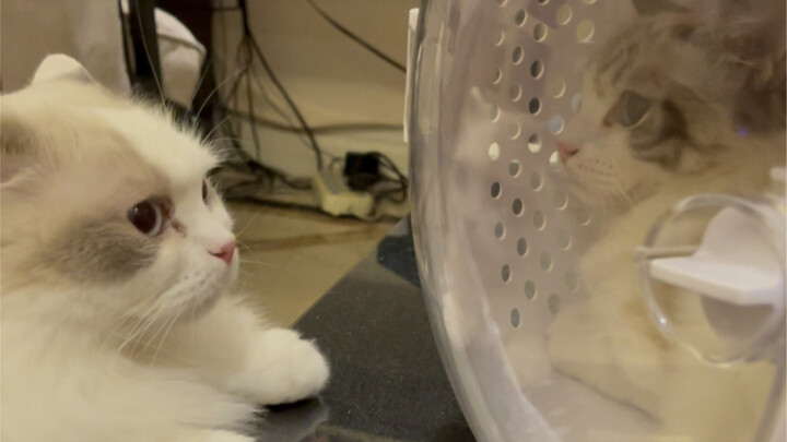 Now that you’ve dared to bring a cat home, I’ve got to see you off first.