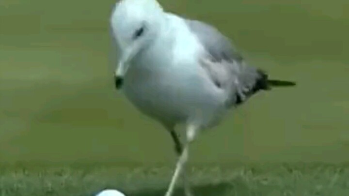 Seagull: Dare to hit me?