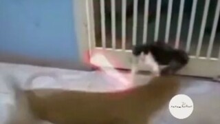 Mều sắp xâm chiếm trái đất rôi