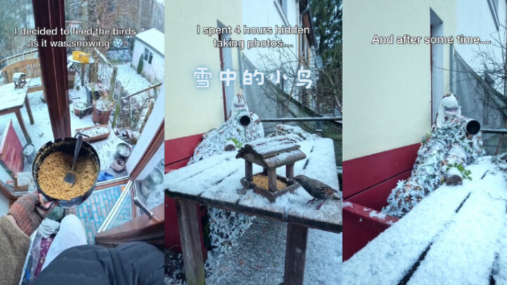 Những chú chim trong tuyết❄️