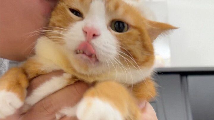 Petting the cat gets heavier each time