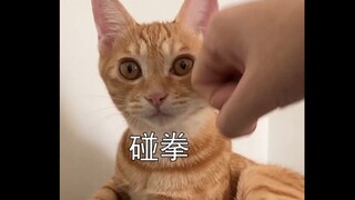 The kitten went out to see the world for the first time! I didn’t expect this reaction, hahahaha #bi