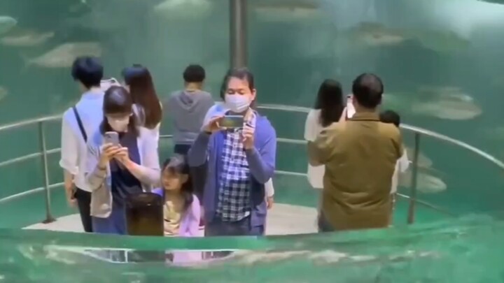 ปลาที่หยุดเคลื่อนไหวก็ตาย ช่างน่าสงสารเหลือเกิน