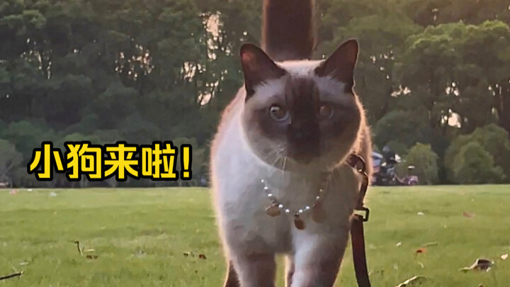 แมวตรรกะเป็นแมวเพียงตัวเดียวที่เลี้ยงได้เหมือนลูกสุนัข!