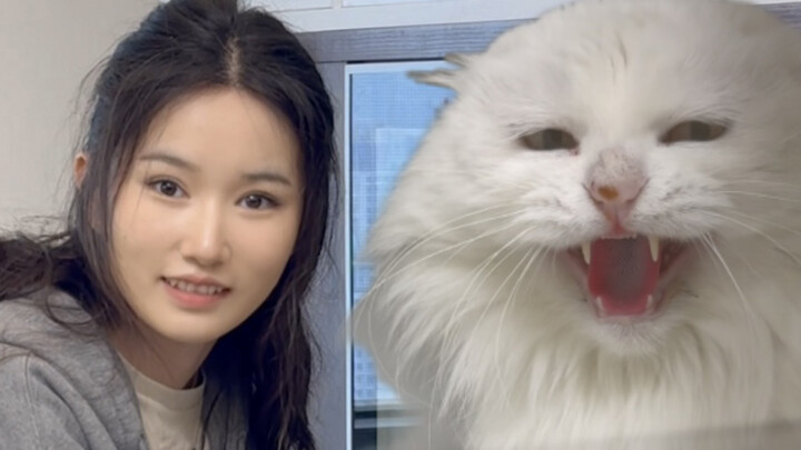 Mèo sư tử đã thay đổi