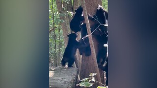 A group of black bear babies who were originally eating melons and watching the show suddenly realiz