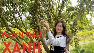 Lần Đầu Tham Quan Vườn Dâu Da Xanh Trĩu Quả Thấy Mê | NĐMT#254