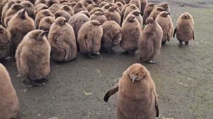 Ketika rekaman tersembunyi bayi penguin dari jarak dekat ketahuan…