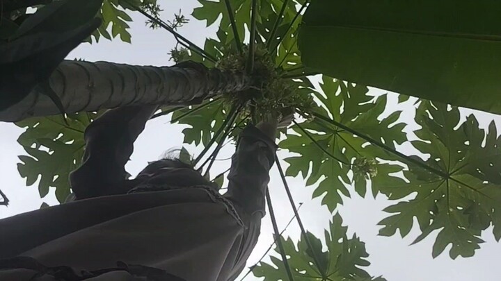 Tumis Kembang Pepaya