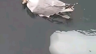 هل أنت سعيد حقًا عندما تُصفع بيضاء الحوت هكذا؟