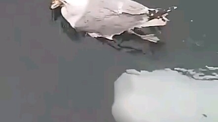 هل أنت سعيد حقًا عندما تُصفع بيضاء الحوت هكذا؟